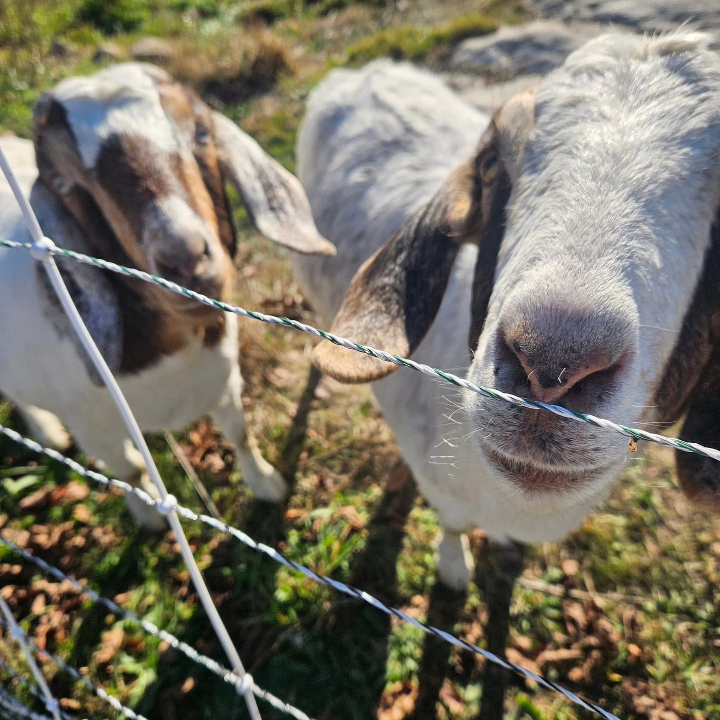 The animals that took the land back.