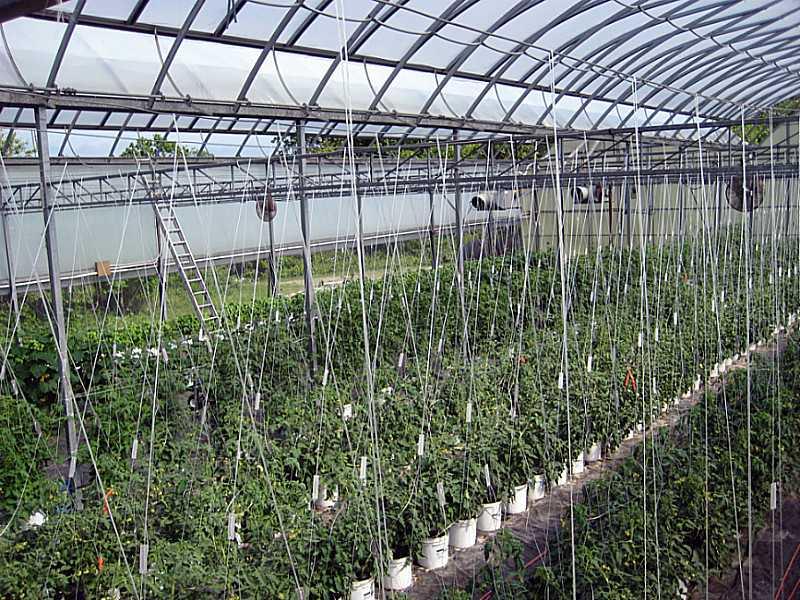 High-wire tomatoes on the lines — this house, 2014.