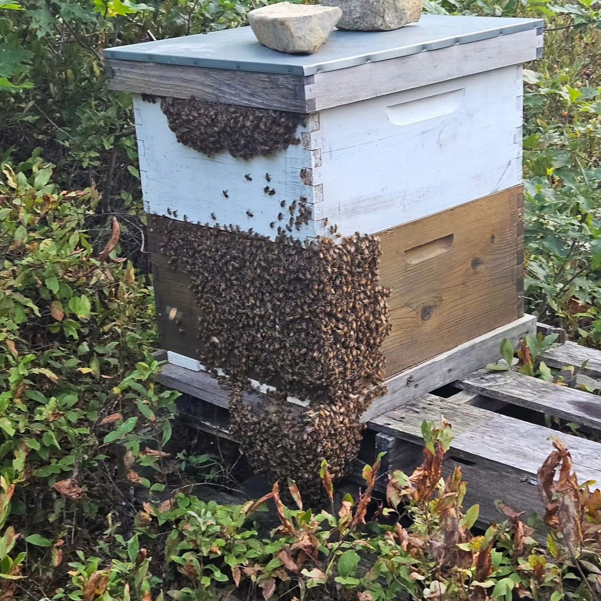 Bees working the back acres
