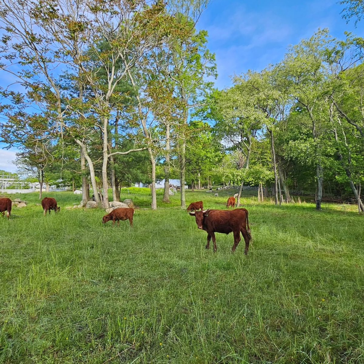 Devon cattle on pasture