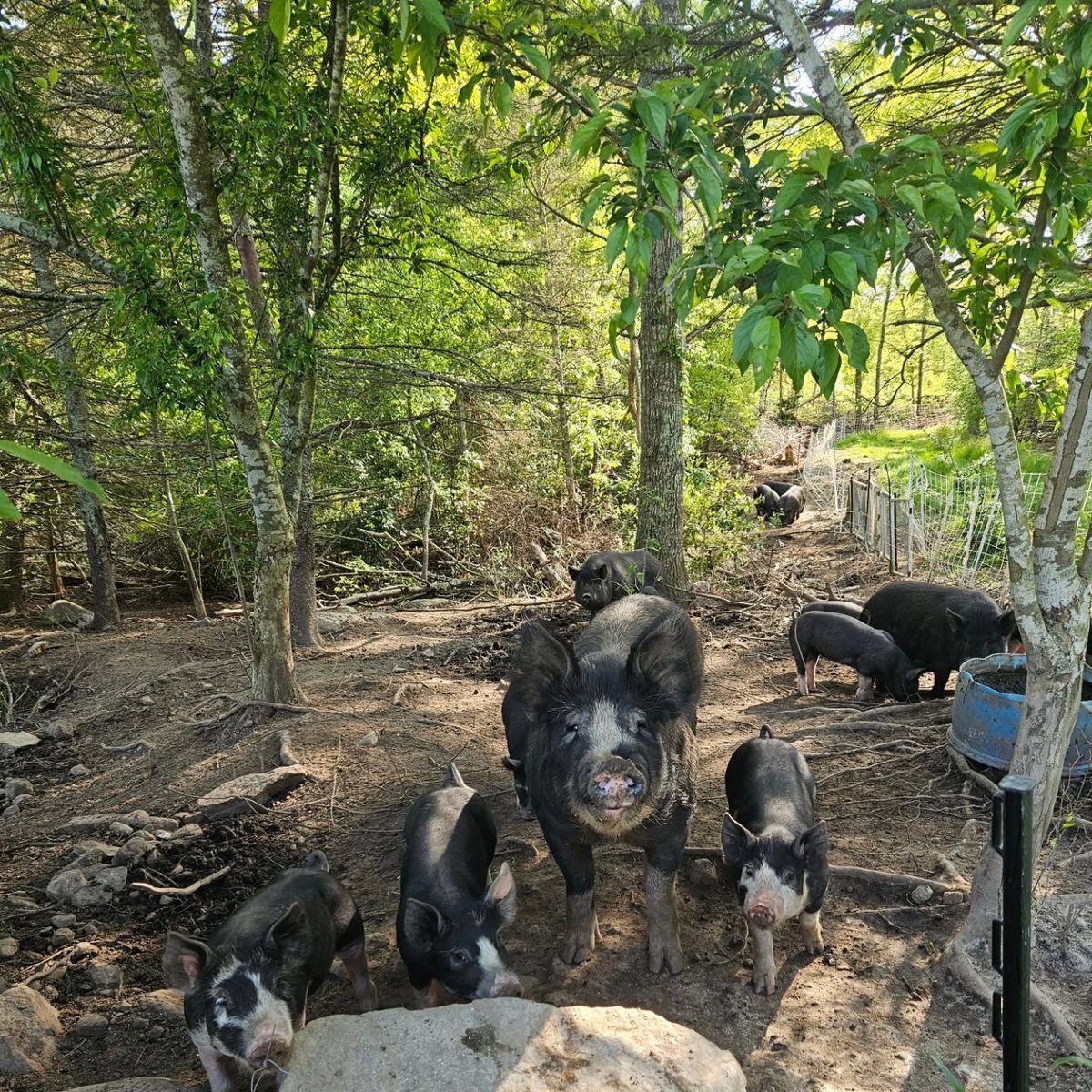 Woods-raised pork — the phrase on the menu is literal